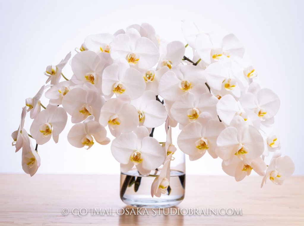 胡蝶蘭、お花の商品撮影 | 大阪のフリーカメラマン
