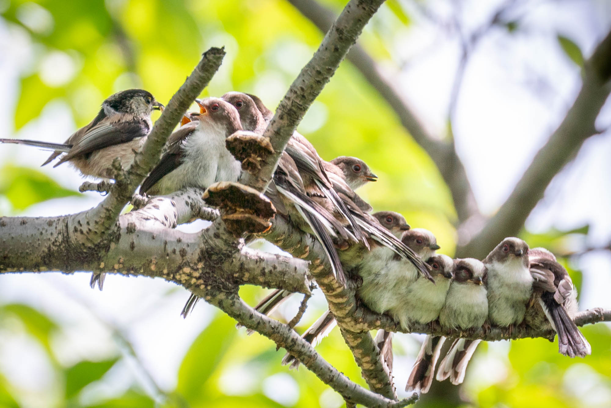 大阪城公園で野鳥撮影 大阪のフリーカメラマン