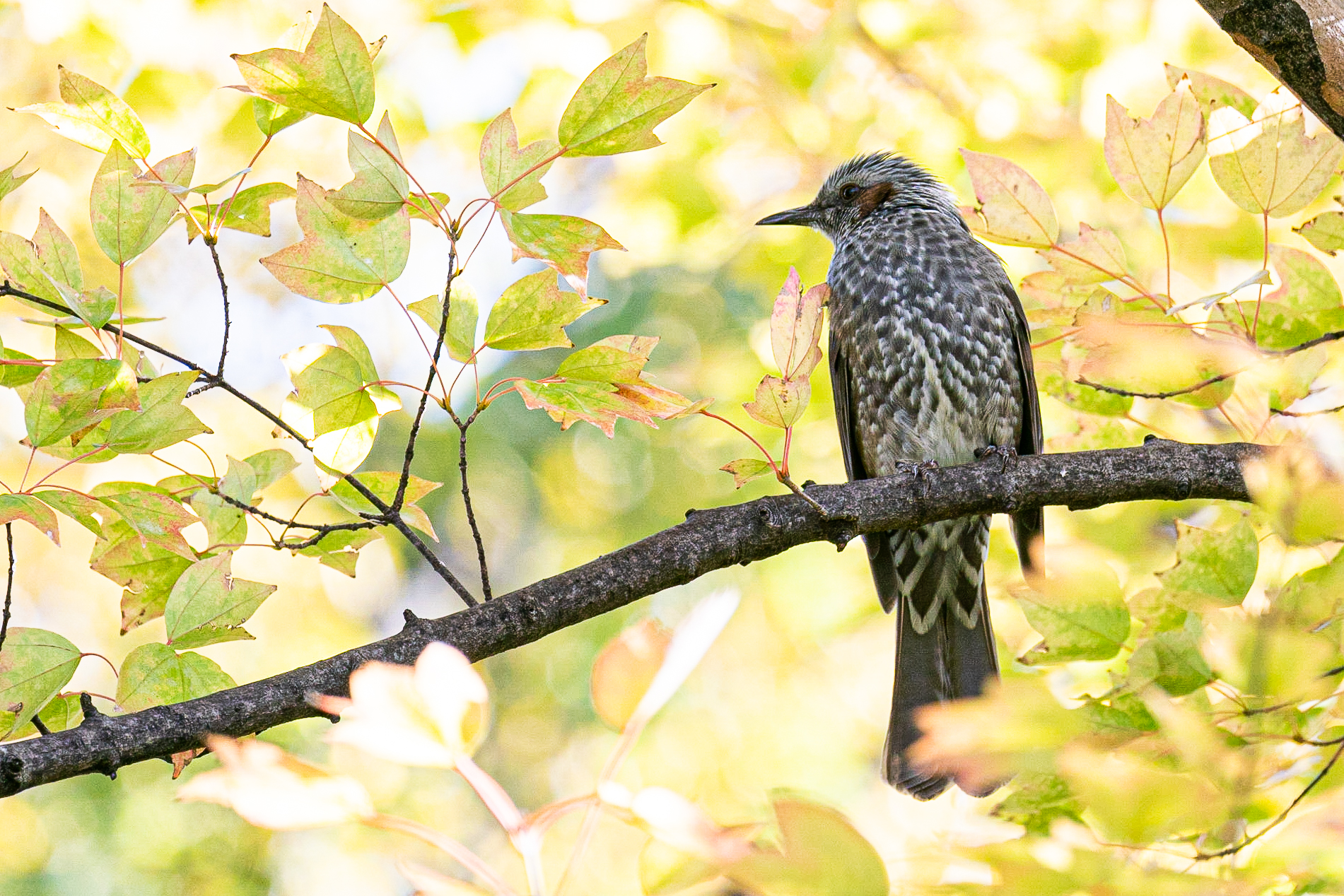 大阪城公園で野鳥撮影 | ゴーフォト公式サイト